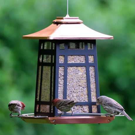 Copper Arches Metal Gazebo Feeder with multiple birds perched and feeding, featuring ample spacing and drainage holes for fresher seeds.