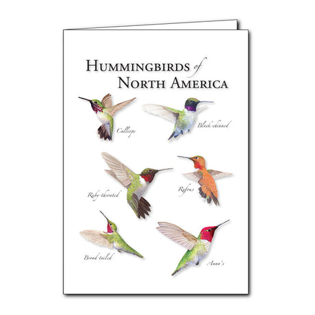 Hummingbirds of North America Greeting Card featuring detailed illustrations of hummingbirds in flight. Set of 6 blank cards with envelopes, perfect for any occasion.