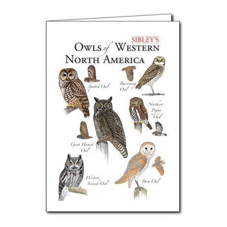 Sibley's Owls of West North America Greeting Card set features detailed owl illustrations by Lore Rutan, perfect for special occasions. Boxed, blank inside, includes envelopes.