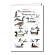 Sibley's Waterfowl of the Northeast Greeting Card features lifelike illustrations of geese and ducks in flight, perfect for special occasions or everyday use.