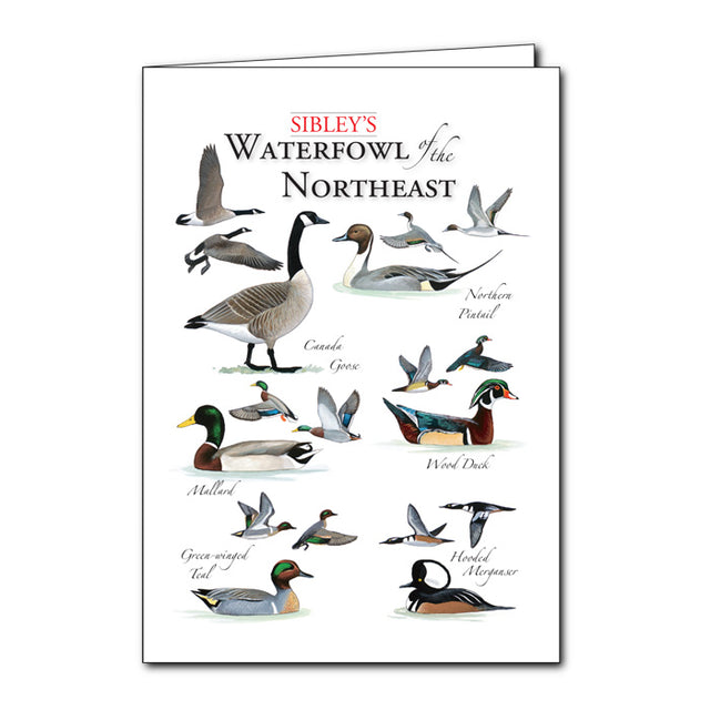 Sibley's Waterfowl of the Northeast Greeting Card features lifelike illustrations of geese and ducks in flight, perfect for special occasions or everyday use.