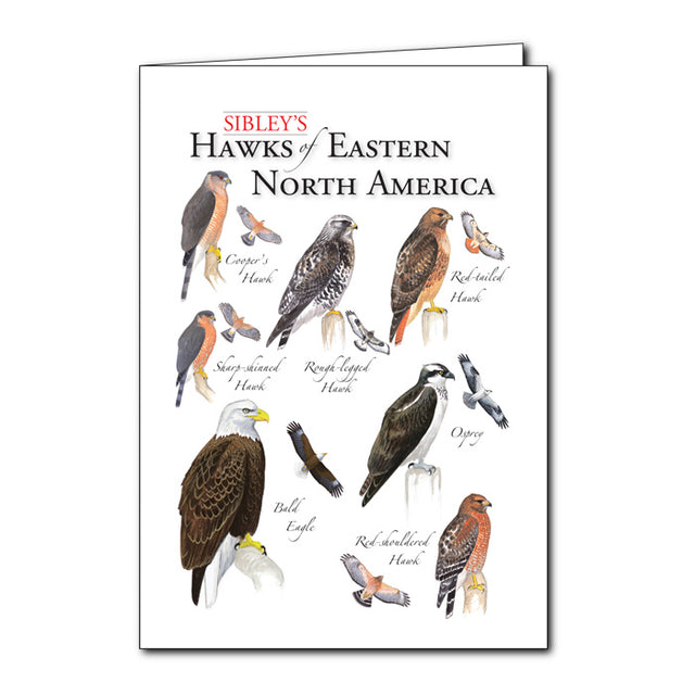 Sibley's Hawks of East North America Greeting Card set featuring detailed hawk illustrations by David Allen Sibley, blank inside, and includes envelopes, set of 6.