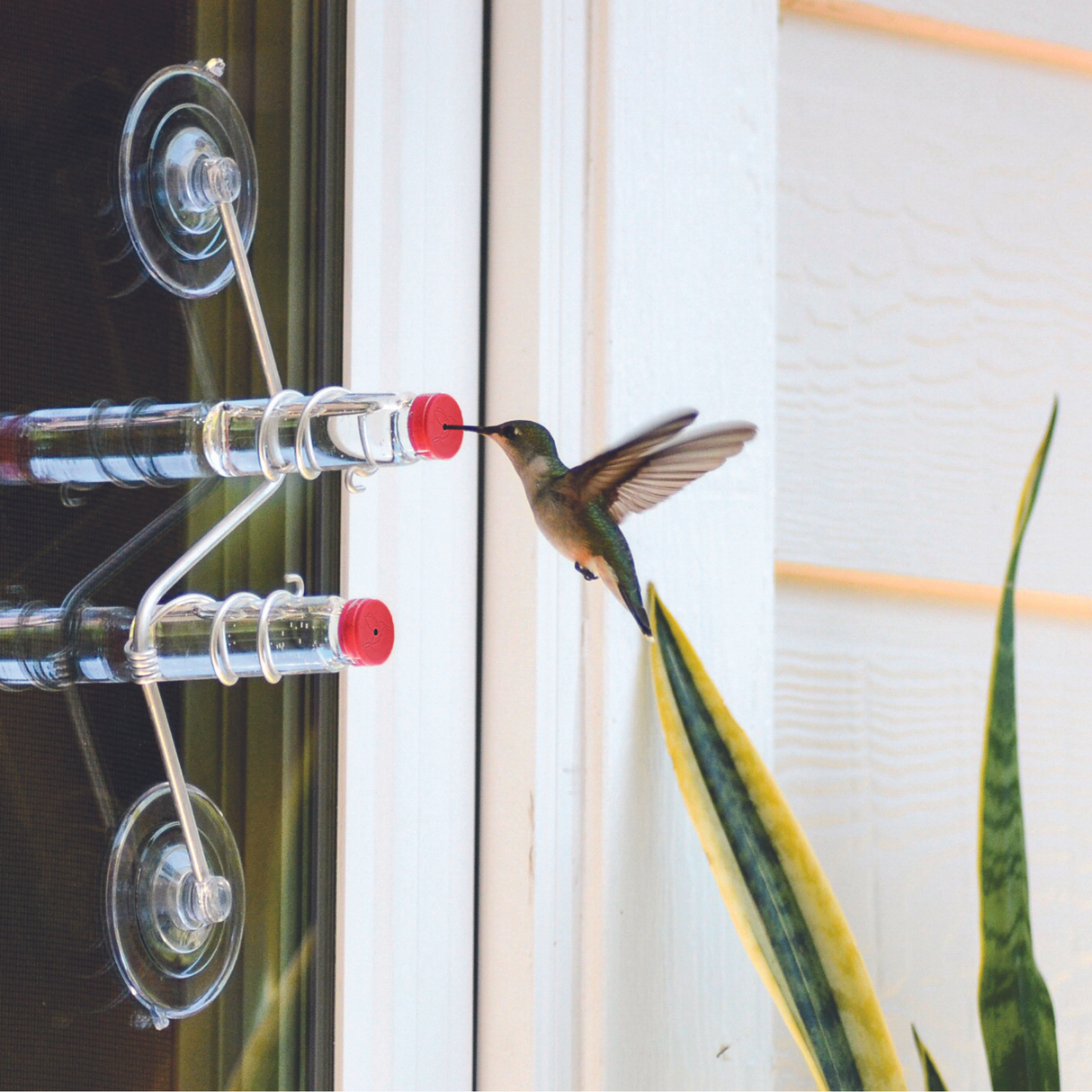 Window Hummingbird Feeder, 2 Tube Feeder, featuring two glass feeding tubes with red caps, secured by an aluminum wire frame, mounted on a window.