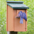 Going Green Bluebird House with a bluebird flying out, showcasing proper ventilation and durable, weather-resistant, recycled plastic construction.