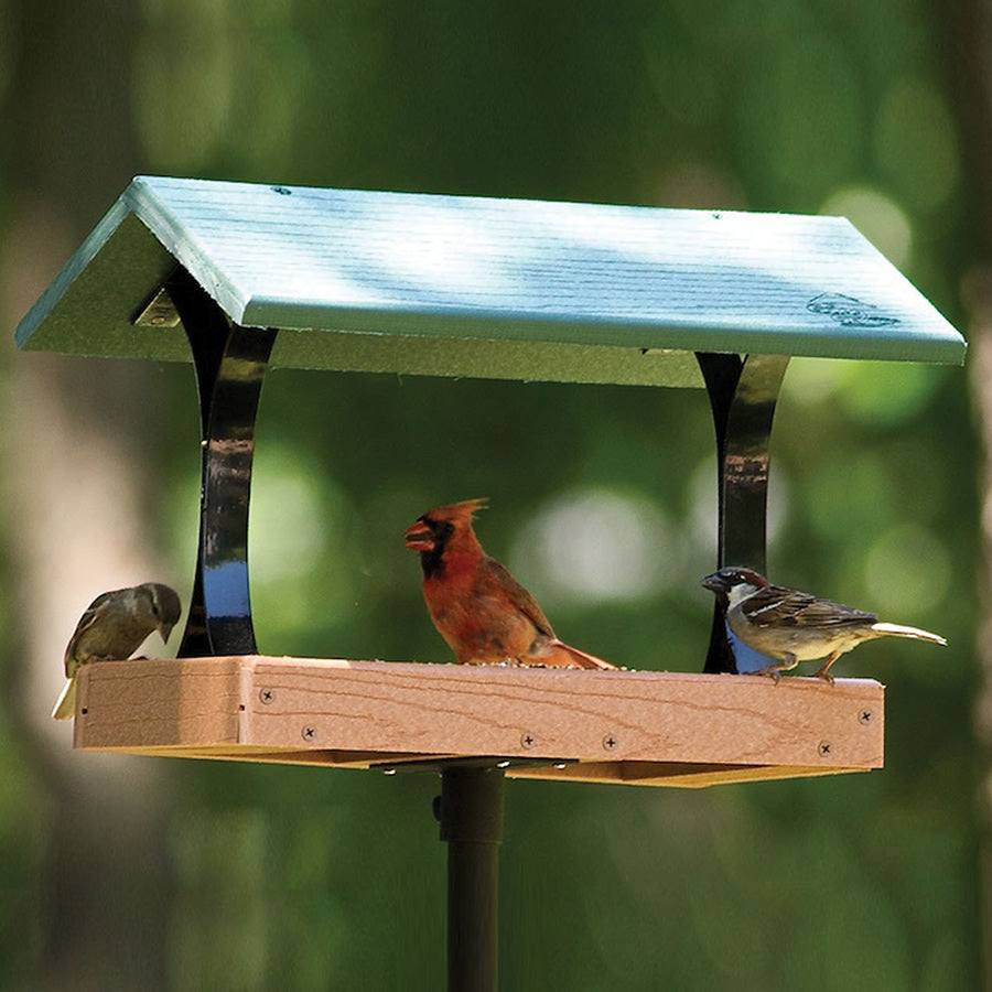 Going Green Fly Thru Feeder with a cardinal perched, showcasing its open fly-through design and durable metal mesh flooring for birdwatching.