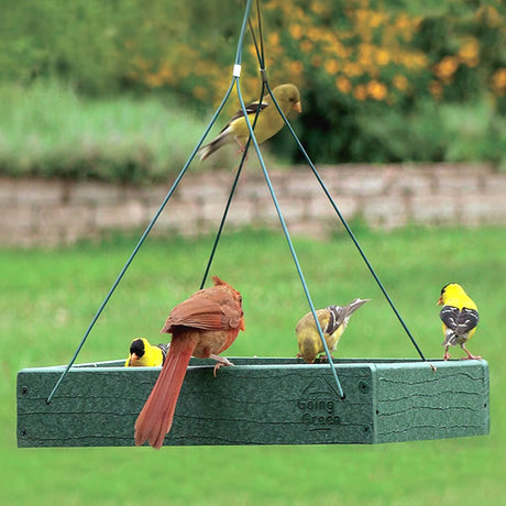 Going Green Platform Feeder with multiple birds perched on it, showcasing its spacious design and perforated metal screen bottom for easy cleaning.