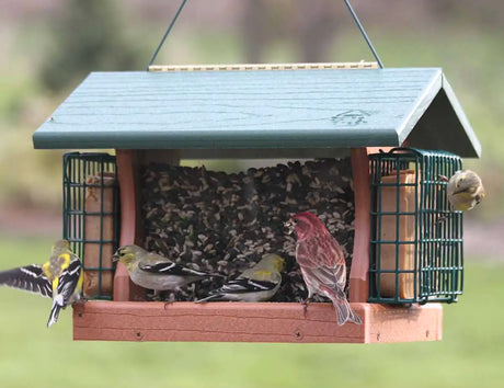 Going Green® Large Premier Feeder with Suet Cages, featuring multiple birds feeding and perching on a durable, recycled plastic wood feeder with suet cages and clear seed panels.