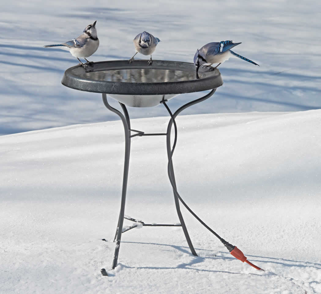 Heated Bird Bath with Pedestal in the snow, showing birds drinking water, featuring a thermostatically controlled heater and durable three-legged stand for stability.