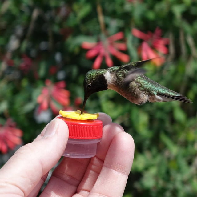 Hand holding a HUM-Buttons™ Mini Handheld Hummingbird Feeder with a small hummingbird inside.