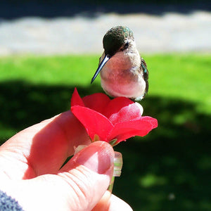 HUM-FI™ Handheld Hummingbird Feeder, Set of 2, with a bird perched on a flower, showcasing the feeder's hand-feeding capability.