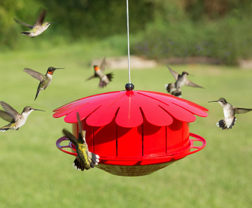 Humm-Bug Hummingbird Protein Feeder with red base, multiple feeding ports, and a wraparound perch, surrounded by hummingbirds in flight.