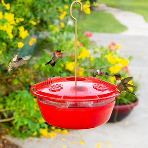 Humm-Yumm Protein PLUS Nectar Feeder with multiple hummingbirds feeding around a red dish feeder with nectar ports and perch.