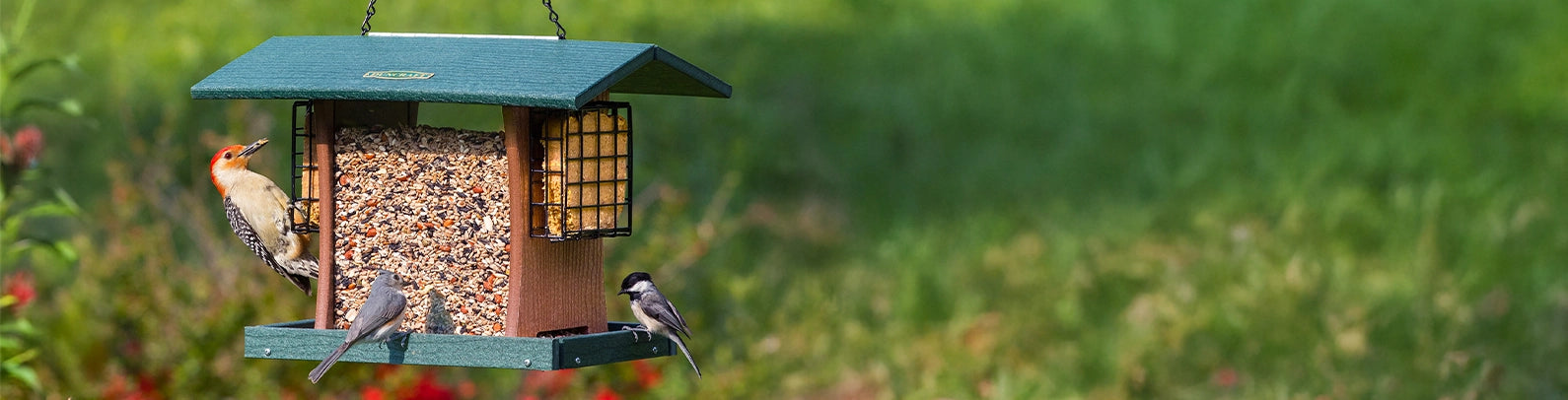 Bird feeder with birds perched on it against a grassy background