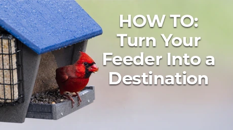 Cardinal at a feeder with text saying: "HOW TO: Turn Your Feeder into a Destination"