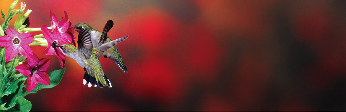 Two hummingbirds hovering at bright pink flowers with a blurred red and orange background.
