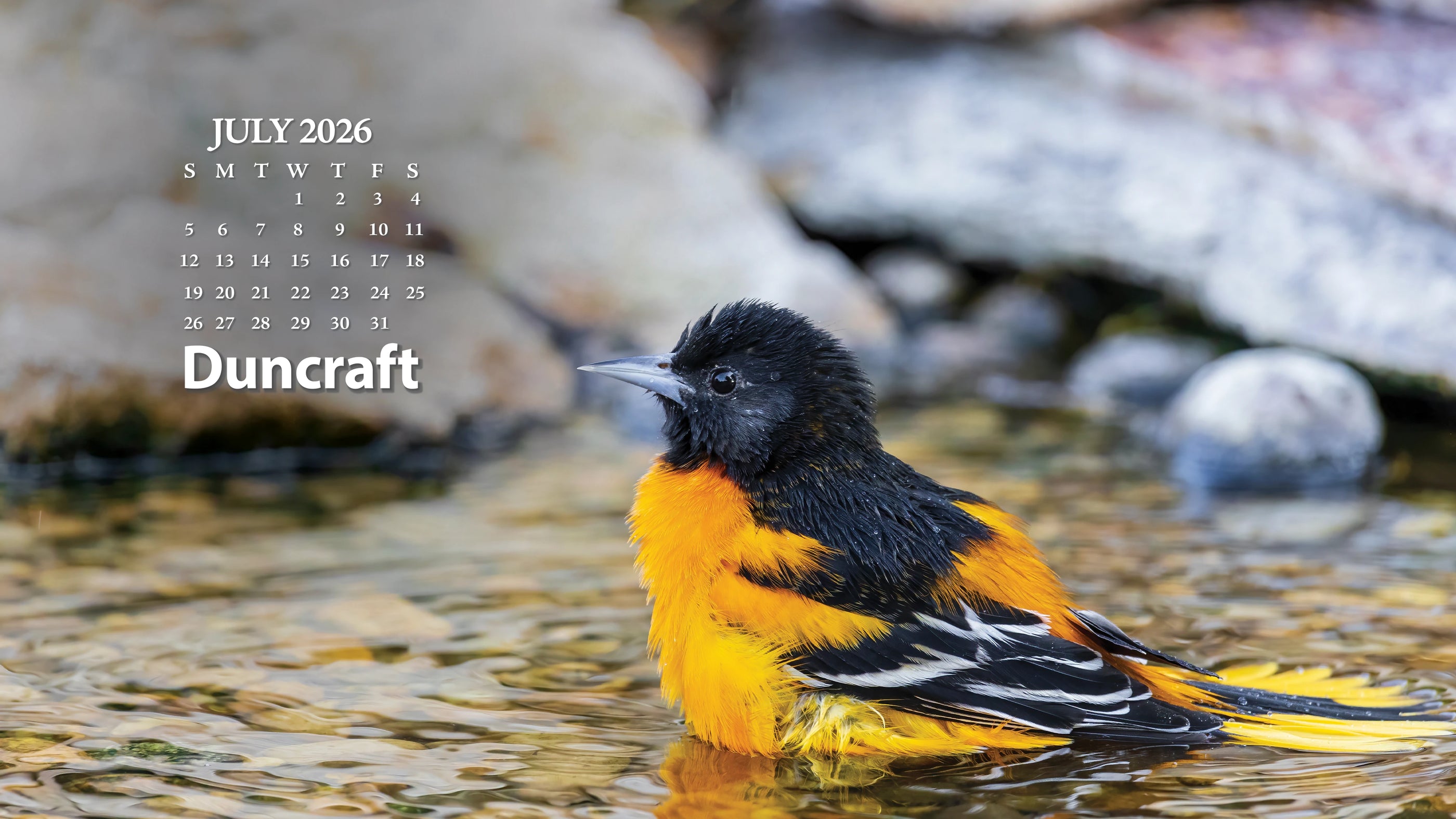 Baltimore oriole bathing in a pool of water, with the July 2026 calendar