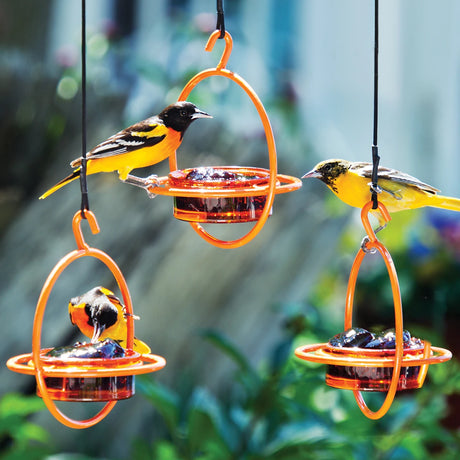 Orange Jelly Spheres, Set of 3: Birds feeding on sturdy glass dish feeders with wraparound perches, hanging from powder-coated steel frames. Easy to clean and link together.