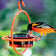 Orange Hanging Sphere Feeder with Perch featuring a bird drinking from the feeder, highlighting the durable steel frame and easy-to-clean glass dish.