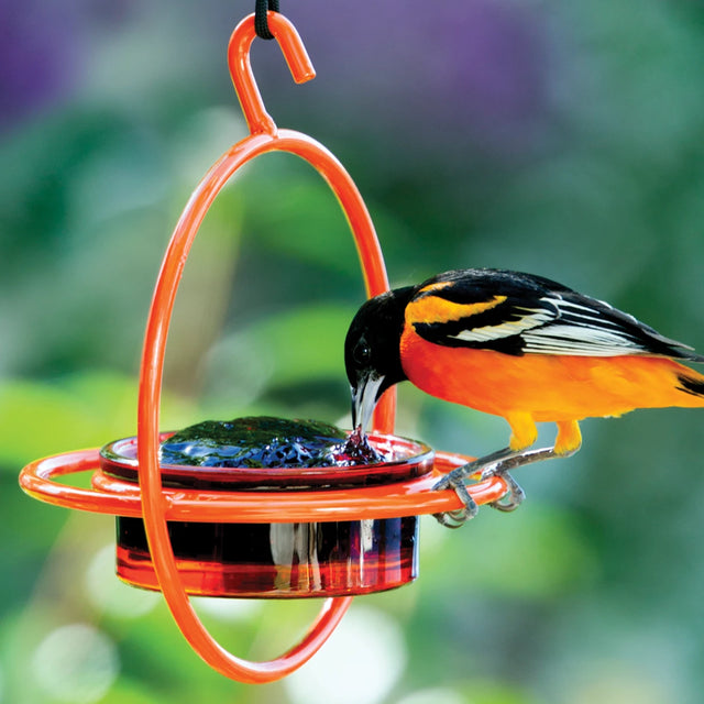 Orange Hanging Sphere Feeder with Perch featuring a bird drinking from the feeder, highlighting the durable steel frame and easy-to-clean glass dish.