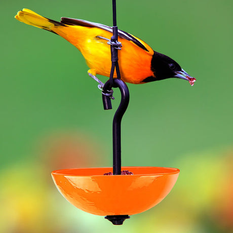 Mosaic Birds Single Hanging Poppy Feeder with a yellow bird eating from the orange dish feeder on a black pole.