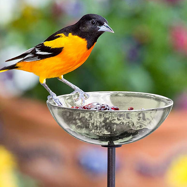 Mosaic Birds Poppy Stake Feeder with a yellow and black bird perched on a glass dish, designed for attracting various birds to your garden.