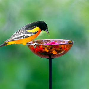 Mosaic Birds Poppy Stake Feeder, Orange: A bird perched on a translucent glass dish feeder attached to a durable garden stake, designed for easy viewing and filling.