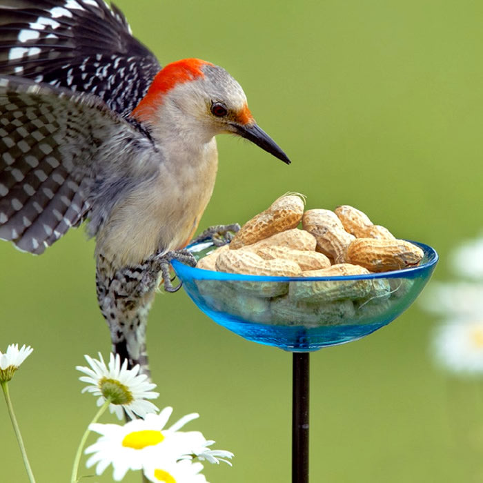 Mosaic Birds Poppy Stake Feeder, Aqua, with a woodpecker perched, feeding from a translucent glass dish on a durable steel stake.