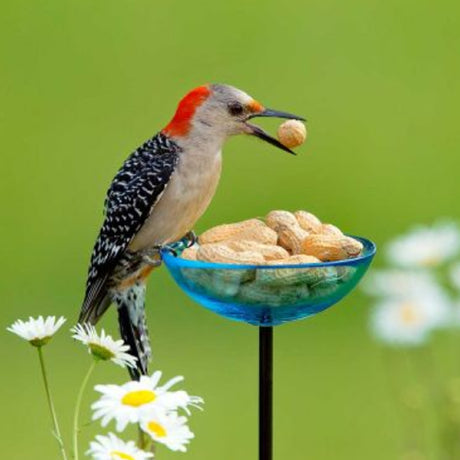 Mosaic Birds Poppy Stake Feeder, Aqua, featuring a bird eating peanuts from the glass dish feeder. Durable, steel garden stake perfect for attracting birds to your yard.