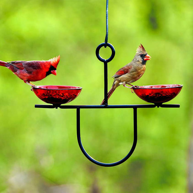 Mosaic Birds Side by Side Poppy Feeder with two glass dishes, metal hanger, and birds perched, ideal for mealworms or seeds.