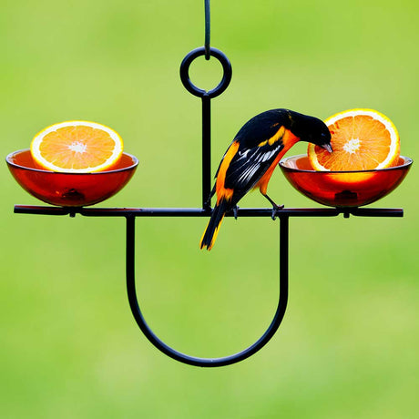 Mosaic Birds Side by Side Poppy Feeder in use, with a bird eating oranges from the dual dish setup, highlighting its functional and attractive design.
