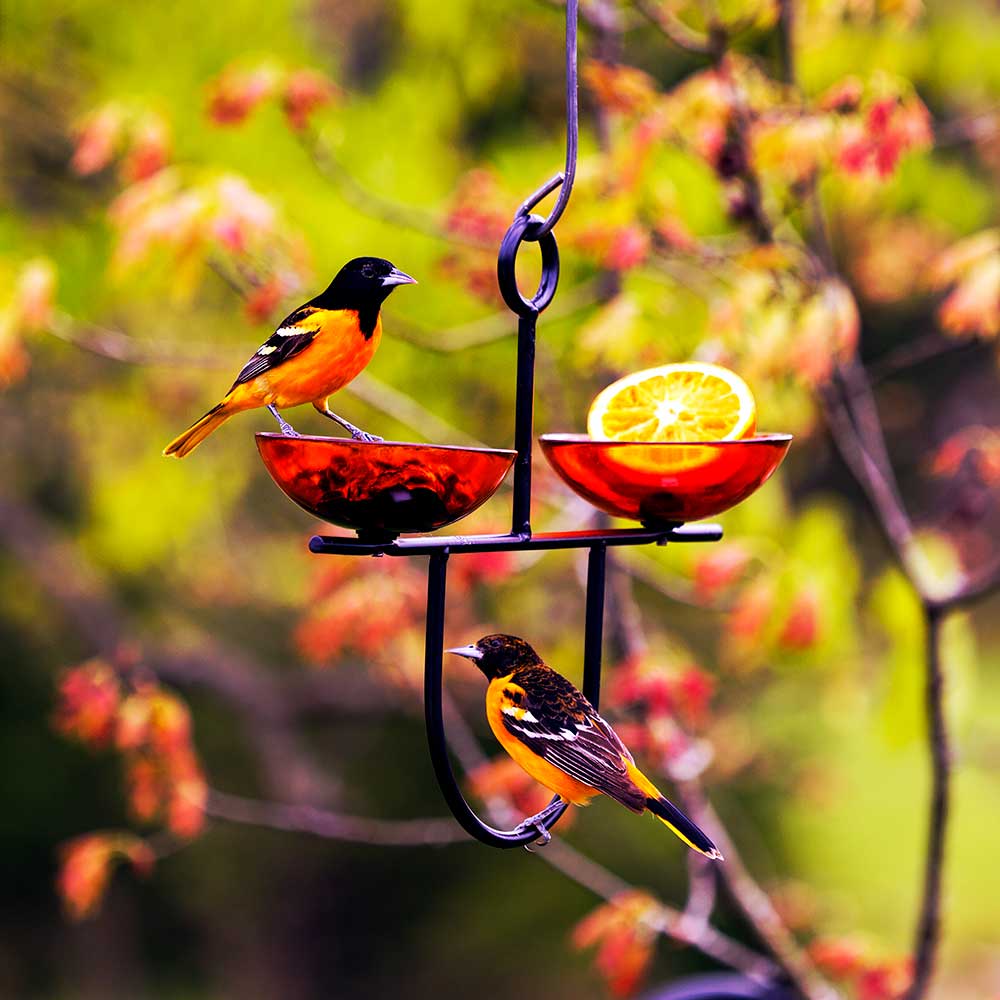 Mosaic Birds Side by Side Poppy Feeder, Orange