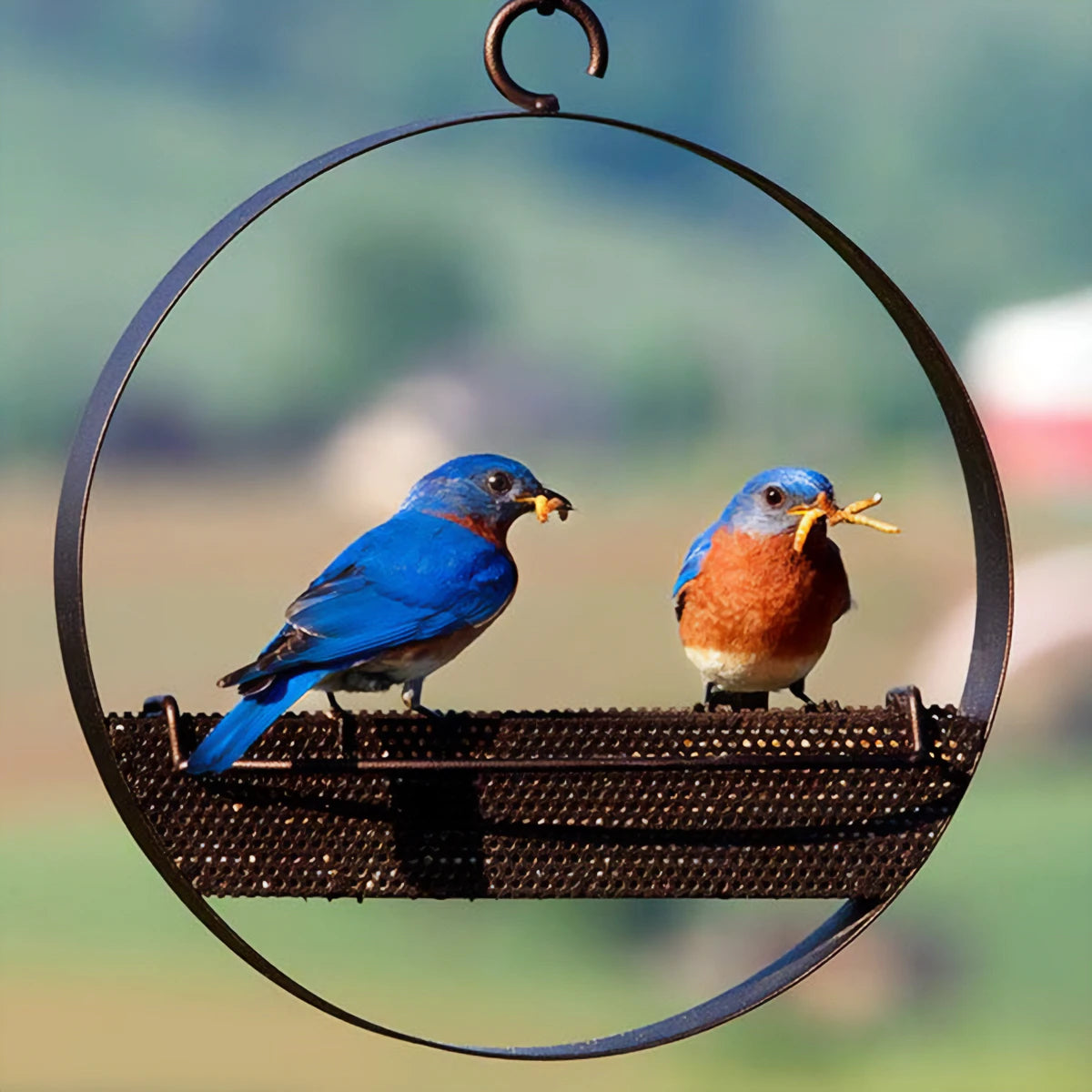 Bluebird Feeder & Sphere features a bluebird perched on a metal tray, holding food, showcasing the feeder's design and bird-attracting functionality.