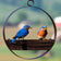 Bluebird Feeder & Sphere features a bluebird perched on a metal tray, holding food, showcasing the feeder's design and bird-attracting functionality.