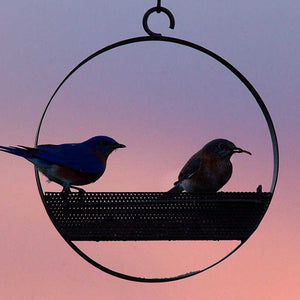 Bluebird Feeder & Sphere: Decorative copper tray feeder with two built-in perches, perfect for attracting and feeding small birds such as bluebirds.