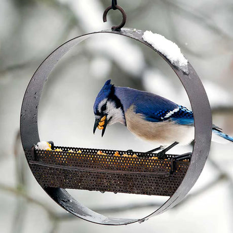 Bluebird Feeder & Sphere with copper tray, hosting a blue jay eating. Features two perches, mesh drainage, and a 1 lb. capacity.