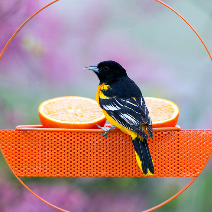 Mosaic Birds Bistro Bird Feeder, Orange, with a bird perched on the mesh tray, featuring two built-in perches and an orange slice for feeding.