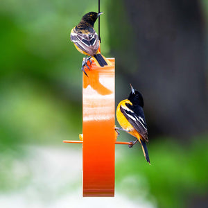 Mosaic Birds Bistro Bird Feeder, Orange: Two birds perched on a circular mesh tray feeder with built-in perches, ideal for attracting and feeding various bird species.