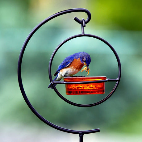 Hummble Garden Stake & Dish Feeder featuring a bluebird eating from the orange glass dish feeder, mounted on a decorative metal stake.