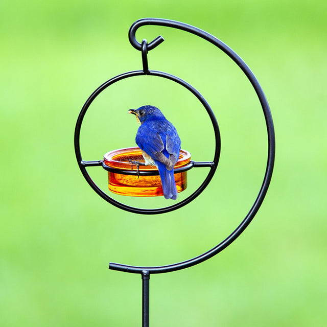 Hummble Garden Stake & Dish Feeder featuring a blue bird perched on a glass dish feeder attached to a sturdy metal stake.