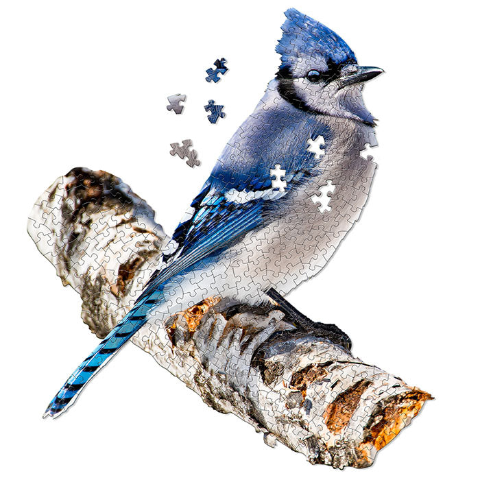 I Am Blue Jay 300 pc. Puzzle featuring a blue jay on a branch, includes unique-shaped pieces, educational booklet, and full puzzle image. Finished size: 24 x 22 inches.