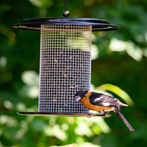 Modern Farmhouse Sunflower Seed Bird Feeder, Black and White, with a mesh design, attracting birds while perched on it in an outdoor setting.