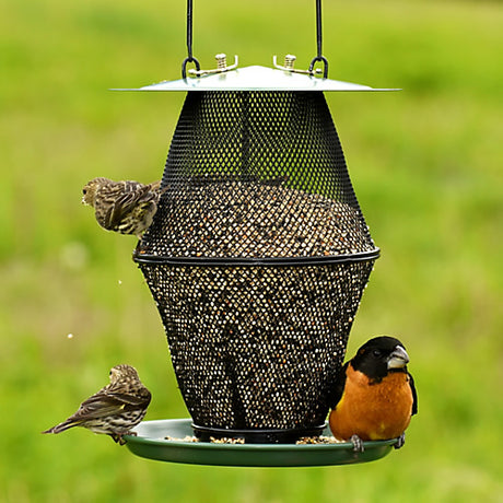 Mixed Seed Lantern No No Feeder featuring an all-metal mesh design, with a bird perched on it, includes a seed catch tray and wraparound perch for easy feeding.