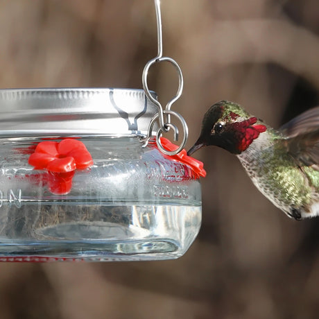 Nature's Way Mason Jar Hummingbird Feeder with embossed design, suspended, showcasing red flower ports and a hovering Anna’s hummingbird.
