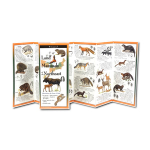 Close-up of the Land Mammals of the Northeast Folding Guide featuring illustrations of common and exotic animals like a red fox, with detailed track dimensions.