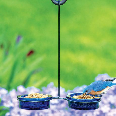 Double Dish Bluebird Feeder: A bluebird eating from a feeder with two blue glass dishes held by a black metal bracket.