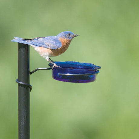 Quick Connect Bluebird Dish Feeder with a blue glass dish perched on a metal pole, designed for attracting birds with mealworms.