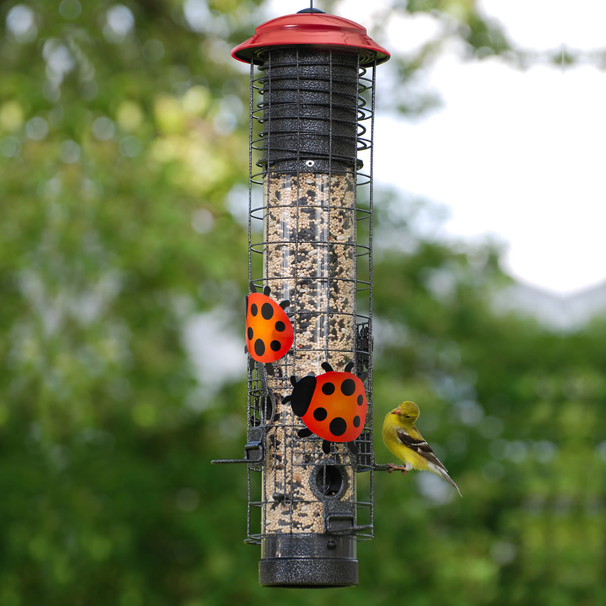 Ladybug Squirrel-Resistant Tube Feeder