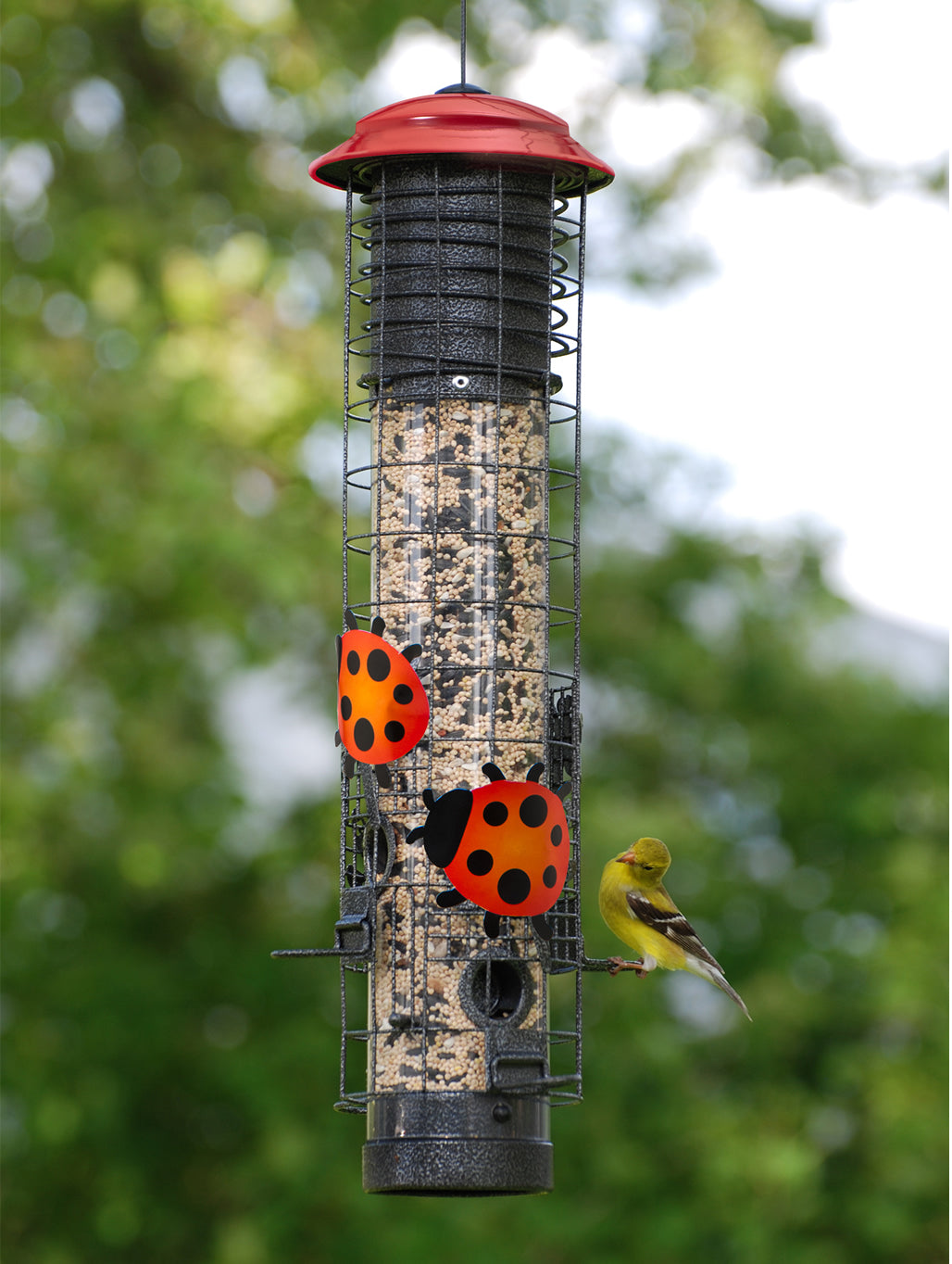 Ladybug Squirrel-Resistant Tube Feeder with spring-loaded perches, attracting birds while deterring squirrels. Features four feeding stations and chew-proof portal guards.