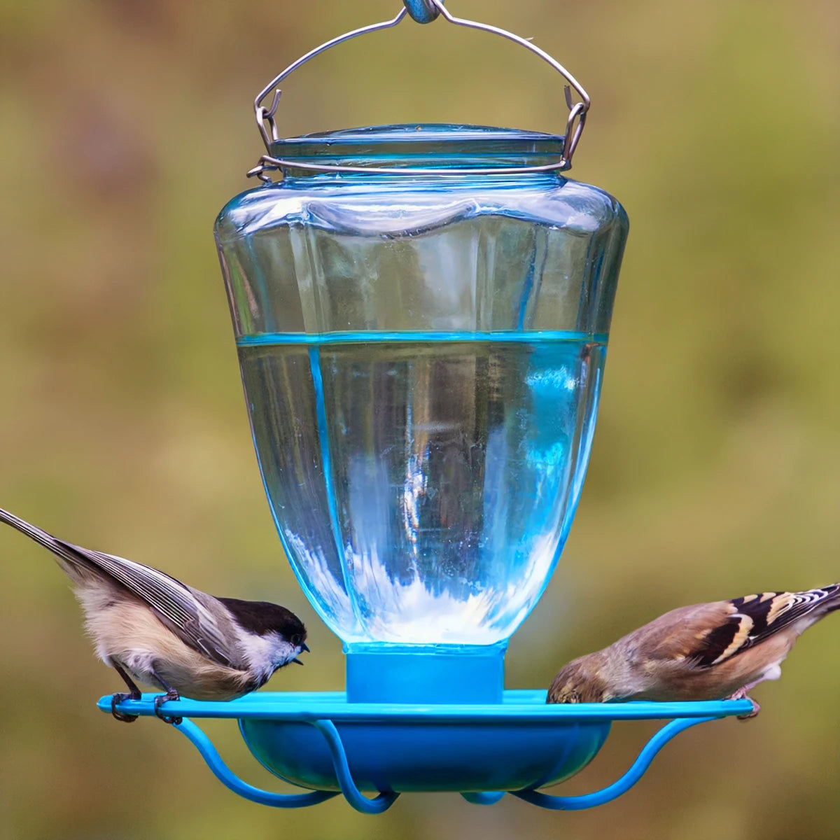 32 oz. Glass Waterer with blue tinted glass reservoir and wraparound perch, featuring birds drinking from the open water basin.