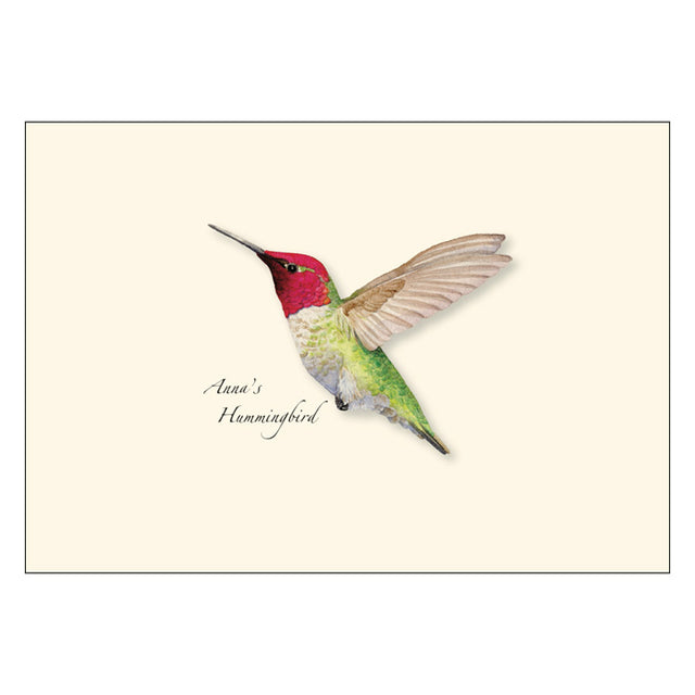 Anna's Hummingbird Boxed Notecards featuring detailed illustrations of hummingbirds by artist Lore Rutan, blank inside, set of 8 with envelopes, perfect for gifting.